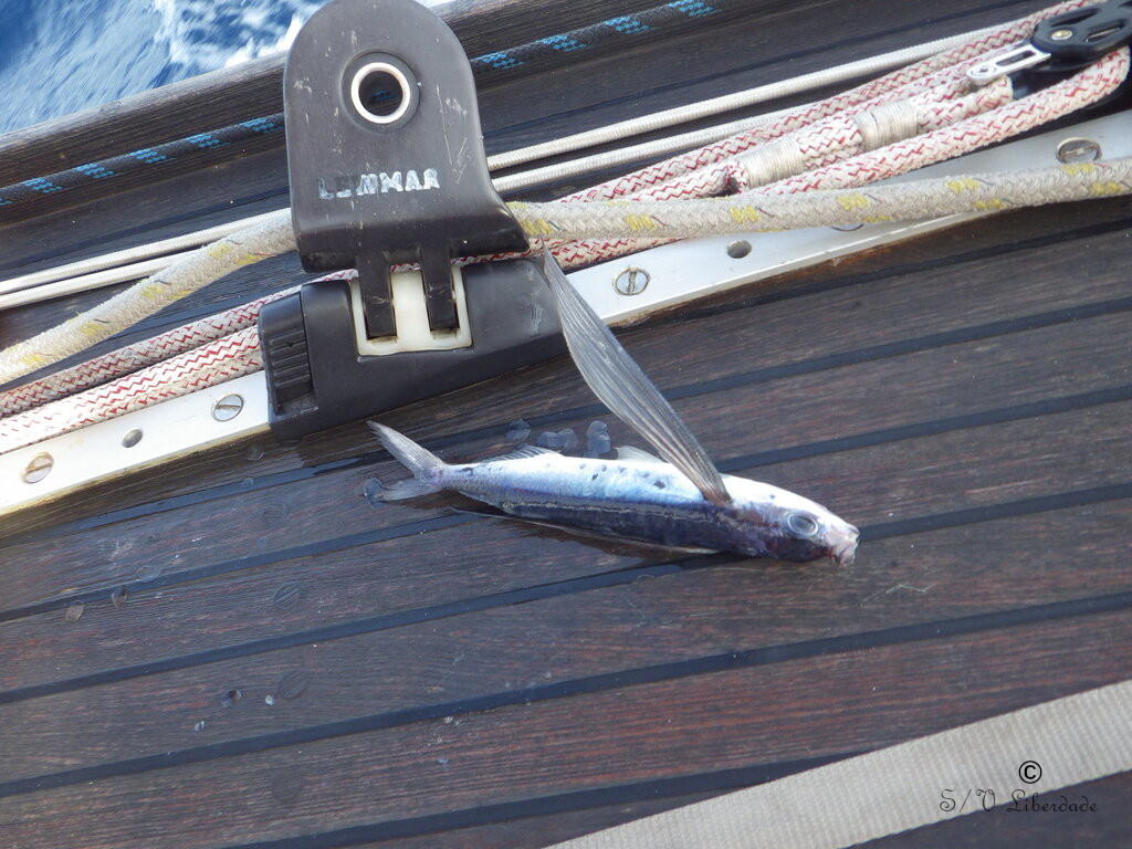 flying fish