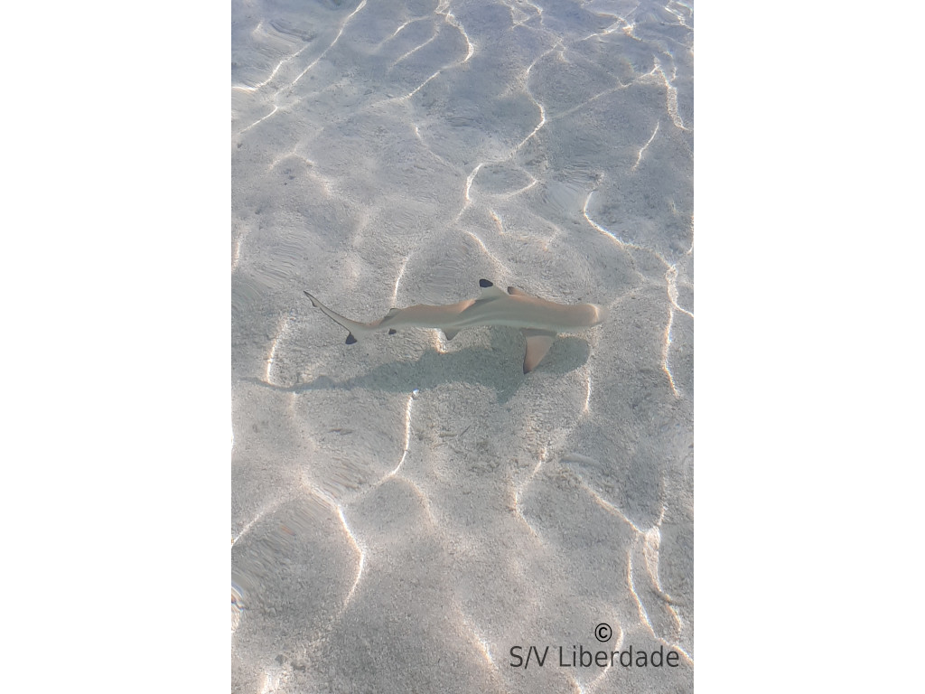 requin