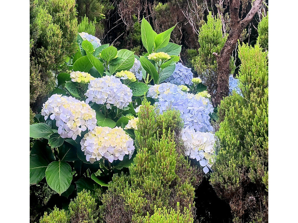 Hortensia